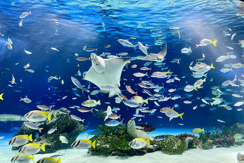 水族館・美術館・アート系ショップ